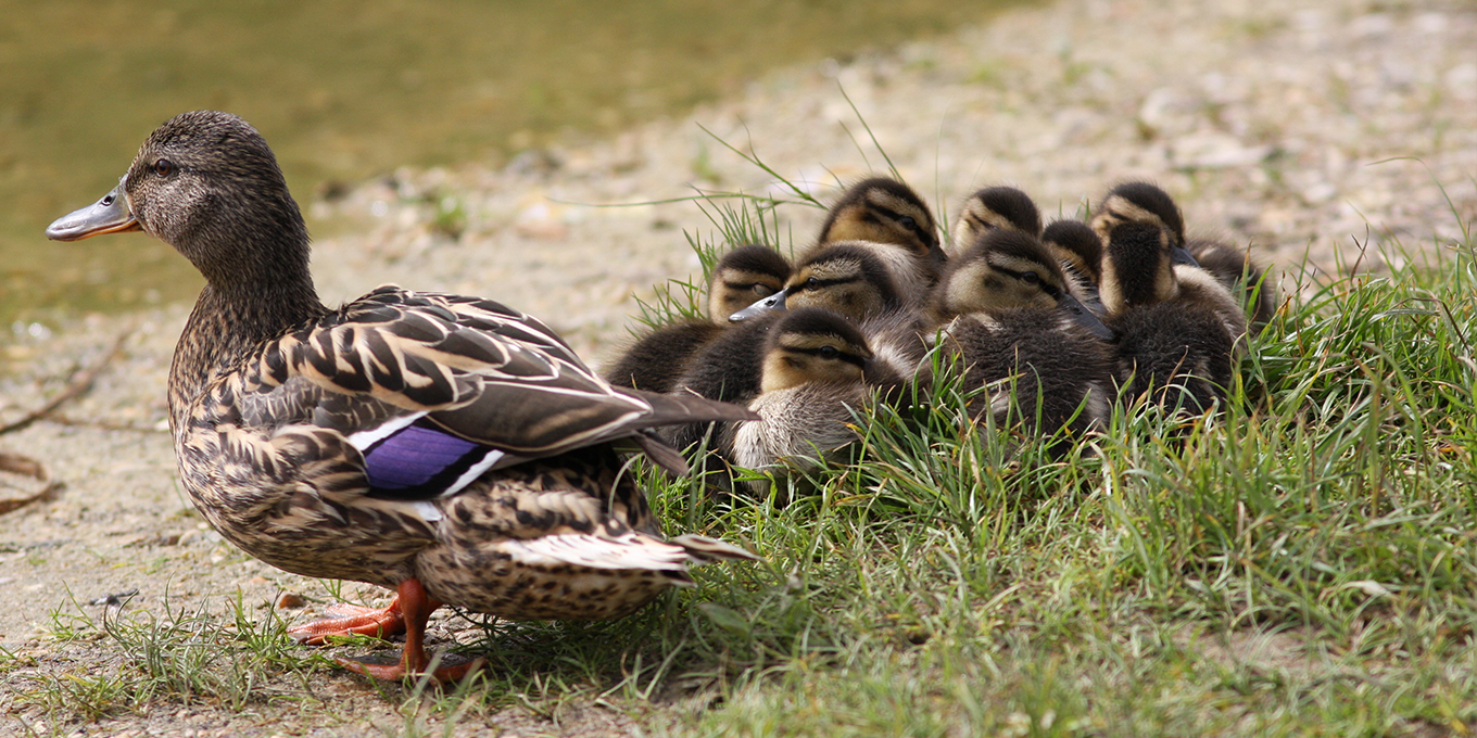 Canards colverts © Alain Bloquet
